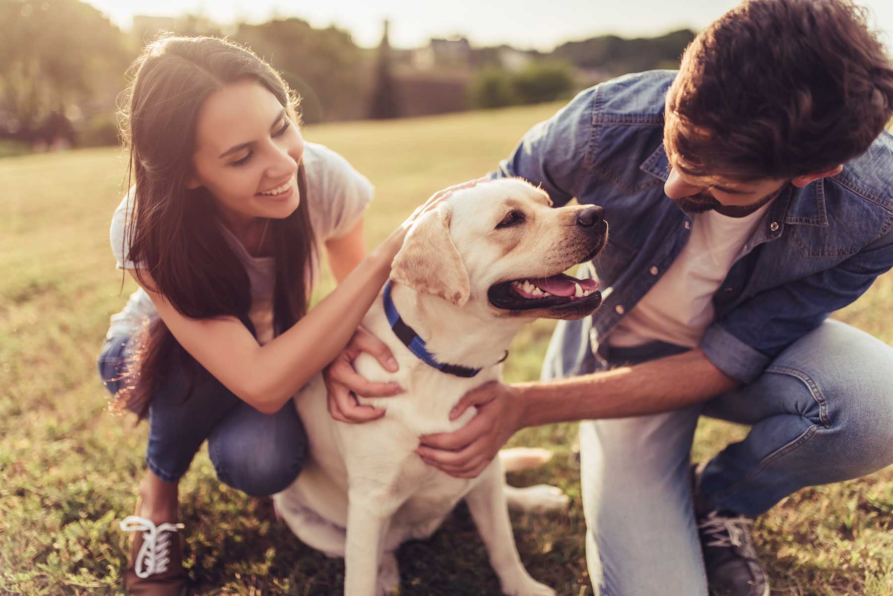 hundebett waschbar orthopdisch FINNTO Orthopdisches Hundebett | 95C waschbar